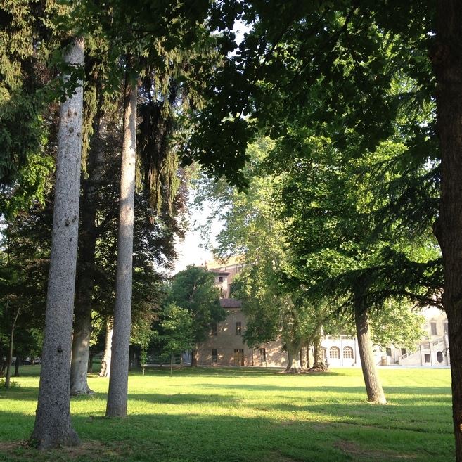 Amico albero