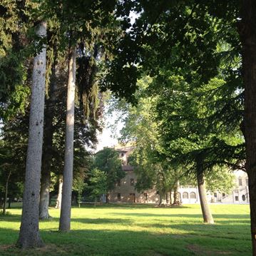 Amico albero