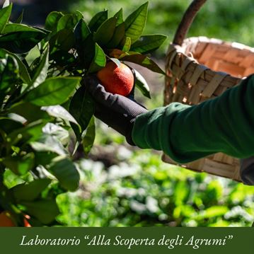 Agrumi In Festa: Alla scoperta degli Agrumi | Laboratorio bambini